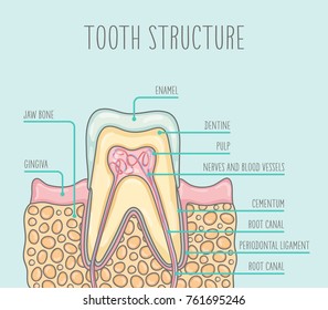 Vector illustration of a healthy human tooth structure. The illustration is suitable for dental posters, leaflets and so on.