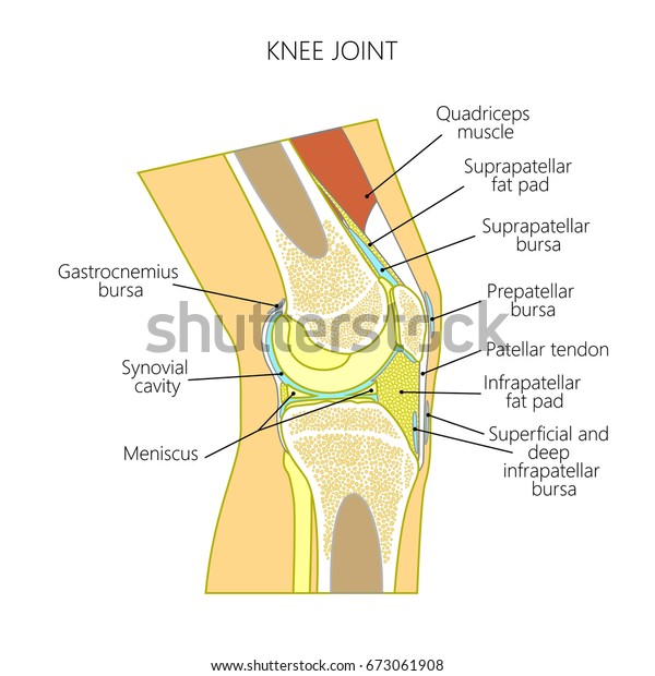 正常な膝関節のベクターイラスト 人間の膝の構造 側面図 広告用 医学出版物 Eps10 のベクター画像素材 ロイヤリティフリー