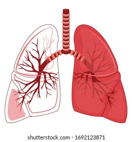 Vector illustration healthy lungs icon, flat style. Internal organs of the human design element, logo. Anatomy, medicine concept. The right part uncovered, Isolated on white background.