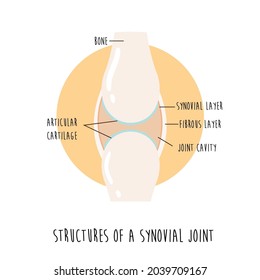Vektorgrafik eines gesunden Synovialgelenks. Anatomisches Poster