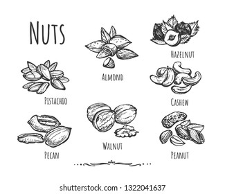 Vector illustration of healthy, wholesome food, snack set. Different types of peeled and crushed nuts such as pecan, walnut, peanut, pistachio, cashew, almond, hazelnut. Vintage hand drawn style.