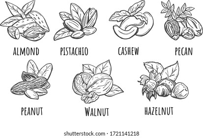 Vector illustration of healthy, wholesome food, snack set. Different types of peeled and crushed nuts such as pecan, walnut, peanut, pistachio, cashew, almond, hazelnut. Vintage hand drawn style.