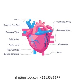 Vector Ilustración de la circulación sanguínea cardíaca órgano cardiovascular