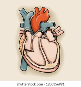 Vector illustration of a / Heart / Easy to edit layers and groups, anatomically correct showing the various parts and chambers of the Human heart. 