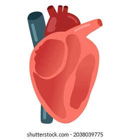Vector illustration of a heart and its internal structure, suitable for advertising health and education products