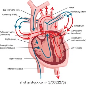 Vector Illustration Heart Structure Arterial Venous Stock Vector ...