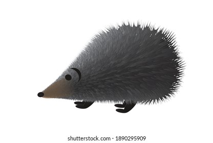 Vector illustration of a hedgehog. Hedgehog on a white background. Isolated hedgehog