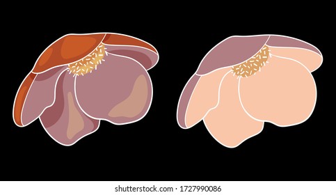 Vector illustration of Helleborus on a black background.Illustration for greeting card,invitation,design,brochure,poster,banner,flyer,print,wrapping paper,textiles and websites.Pink flowers.