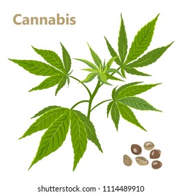 Vector illustration of hemp branch with seeds on white background. Cannabis sativa or Cannabis indica or Marijuana. Medicinal plant in flat style. Product for  manufacture of natural fabric.