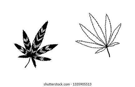 vector illustration - hemp leaves