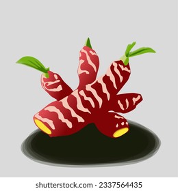 vector illustration of herb red ginger isolated on gray backround