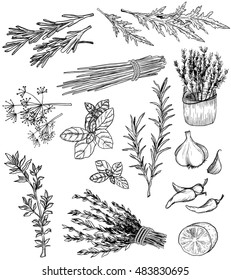 Vector illustration of Herb and spices set