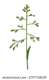 Vector illustration of a herbaceous plant, bluegrass. Natural decorative element.
