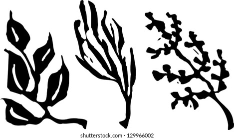 Vector illustration of herbal