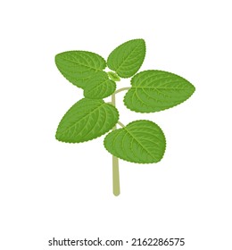 Vector illustration of herbal plant, Indian borage or Mexican mint, scientific name Coleus amboinicus, isolated on white background.