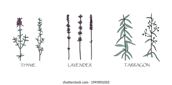 Vector illustration. Herbal spice drawing - thyme, tarragon, lavender.