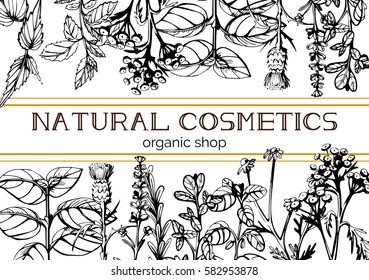 Vector illustration of herbs and flowers composition with a stripe for text in the center, contoured by golden lines. Natural cosmetics, organic shop inscriptions in hand-drawn style