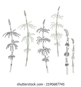 Vector illustration of herbs isolated on white background.