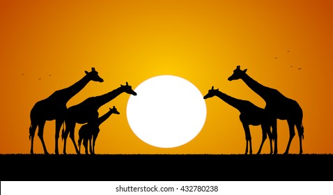 Vector illustration: Herd of giraffes against the setting sun. Silhouette