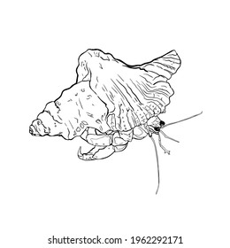 Vector illustration of hermit crab. Isolated on white background. Marine illustration for printing on the menu, icon, logo, template for the designer