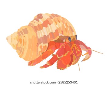 Vector illustration of Hermit Crab isolated on white background. Cute sea life icon.