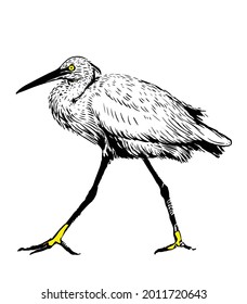 Vector illustration of heron isolated on white background