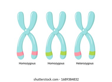 Vector Illustration Of Heterozygous And Homozygous Chromosomes