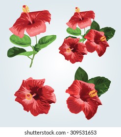 vector illustration of Hibiscus flower