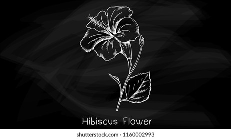 Vector Illustration of Hibiscus Flower Retro Vintage Sketch Style