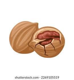 Vector illustration, hickory nut with shell, isolated on white background.