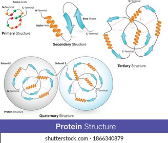 vector illustration of Hierarchy of protein structure. alpha helix and beta sheets, Protein domain and motifs. levels of protein folding. Protein structure graphic poster infographic.