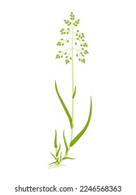 Vector illustration, Hierochloe odorata or Anthoxanthum nitens, commonly known as sweet grass, and as sacred grass in England, isolated on white background.