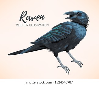 Vector illustration of high detailed black raven