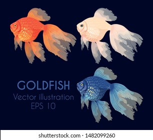 Vector illustration of high detailed gold fish