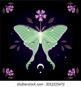 Vector illustration of high detailed moon moth, purple flower and moon on black background