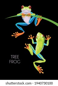 Vector illustration of high detailed tree frog