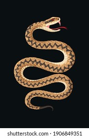 Vector illustration of high detailed viper snake