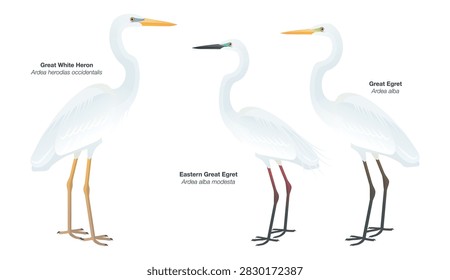 Vector illustration highlighting differences between Great White Heron (Ardea herodias occidentalis) which is the white subspecies of Great Blue Heron vs. the rather slim Great Egret (Ardea alba). The central bird depicts the Australasian subspecies of Great Egret (Ardea alba modesta) which is smaller and has black bill and reddish legs during breeding season.