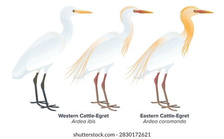 Vector illustration highlighting differences between Western Cattle-Egret (Ardea or Bubulcus ibis) and Eastern Cattle-Egret (Ardea or Bubulcus coromanda). While both species look the same in non-breeding season (left), Eastern Cattle-Egret (right) looks way more orange-yellow than Western Cattle (middle) in breeding season.