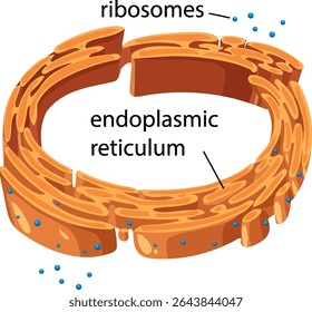 Vector illustration highlighting the structure of endoplasmic reticulum with ribosomes, featuring clear labels and vibrant colors