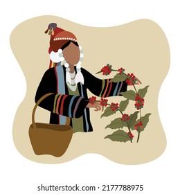 Vector illustration of hill tribe lady in the northern Thailand harvesting coffee plant