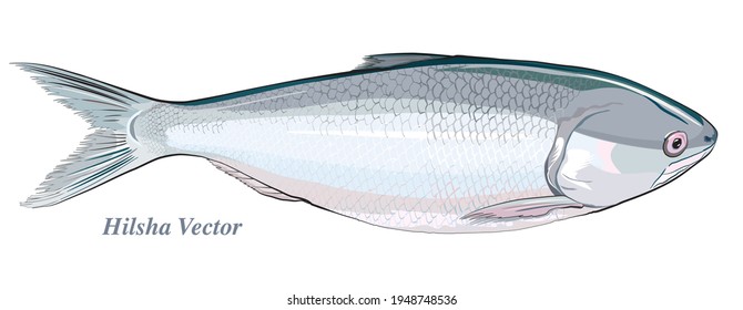 vector illustration of Hilsafish (Tenualosa ilisha) hilsa herring terbuk ilish, or hilsa shad (national fish of Bangladesh) popular fish in Pohela Boishakh and jamai sasthi among Bengali's in kolkata