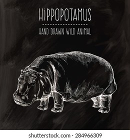 Vector illustration - hippopotamus on chalkboard background