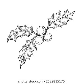 Vector illustration of holly plant. Vector graphics, traditional Christmas and New Year plant, leaves and berries. Line drawing, black and white. Holiday design and decoration.