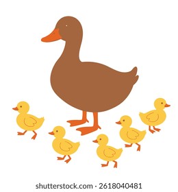 Vector illustration of home beautiful duck with yellow ducks, go and swim on white background. Poultry farm with natural products in cartoon style.