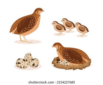 Vector illustration of home brown quail, chicks, nest with eggs on white background. Poultry farm with natural products in cartoon style.