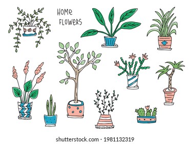 Ilustración vectorial de flores de hogar de diferentes tipos y colores. Colección de plantas domésticas coloreadas dibujadas con doodle con diferentes tipos de hojas en macetas de flores decoradas con adorno