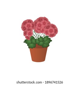 Vector illustration of home plants of pink flowers.