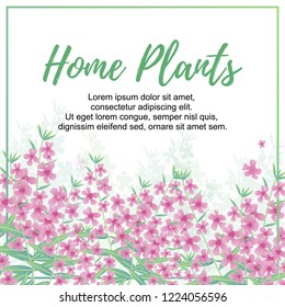 Vector Illustration. Home Plants poster with angelonia. Background with modern home flowers and with place for text