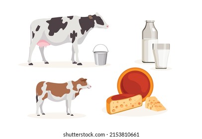 Vector illustration of home spotted cow, calf, milk and cheese on white background. Farm with natural products in cartoon style.